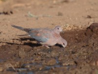 Laughing Dove (Spilopelia senegalensis senegalensis)