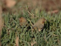 Montane White-eye (Zosterops poliogastrus poliogastrus)