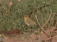 Montane White-eye (Zosterops poliogastrus poliogastrus)