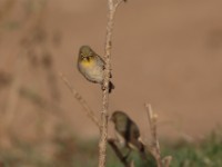 Montane White-eye (Zosterops poliogastrus poliogastrus)