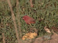 Red-billed Firefinch (Lagonosticta senegala brunneiceps)