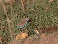 Red-cheeked Cordon-bleu (Uraeginthus bengalus bengalus)