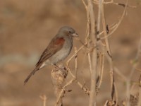 Swainson's Sparrow (Passer swainsonii)