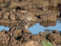 Reichenow's Seedeater (Crithagra reichenowi)