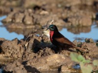 Scarlet-chested Sunbird (Chalcomitra senegalensis proteus) and Reichenow's Seedeater (Crithagra reichenowi)