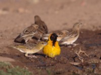 Village Weaver (Ploceus cucullatus abyssinicus)