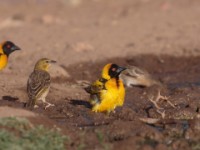 Village Weaver (Ploceus cucullatus abyssinicus)