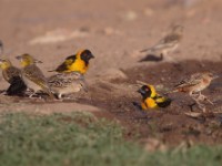 Village Weaver (Ploceus cucullatus abyssinicus)