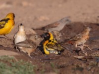 Village Weaver (Ploceus cucullatus abyssinicus)