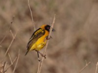 Village Weaver (Ploceus cucullatus abyssinicus)