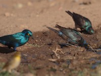 Greater Blue-eared Starling (Lamprotornis chalybaeus cyaniventris)