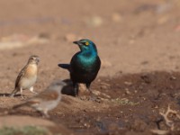 Greater Blue-eared Starling (Lamprotornis chalybaeus cyaniventris)
