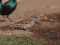 Swainson's Sparrow (Passer swainsonii)