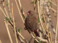 Red-billed Firefinch (Lagonosticta senegala brunneiceps)