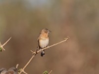 Chestnut Weaver (Ploceus rubiginosus rubiginosus)