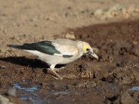 Wattled Starling (Creatophora cinereal)