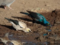 Wattled Starling (Creatophora cinereal)