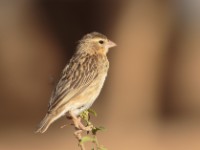 Northern Red Bishop (Euplectes franciscanus pusillus)