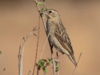 Northern Red Bishop (Euplectes franciscanus pusillus)