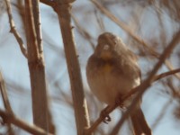 Salvadori's Seedeater (Crithagra xantholaema)