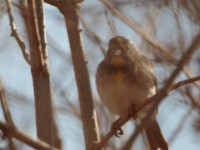 Salvadori's Seedeater (Crithagra xantholaema)