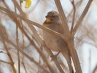 Salvadori's Seedeater (Crithagra xantholaema)