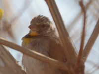 Salvadori's Seedeater (Crithagra xantholaema)