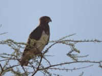 Black-chested Snake Eagle (Circaetus pectoralis)
