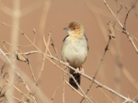 Red-faced Cisticola (Cisticola erythrops pyrrhomitra)