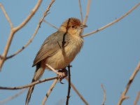 Red-faced Cisticola (Cisticola erythrops pyrrhomitra)