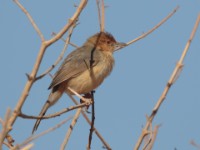 Red-faced Cisticola (Cisticola erythrops pyrrhomitra)