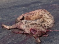 Roadkilled Spotted Hyena