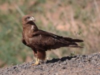 Yellow-billed Kite (Milvus aegyptius)