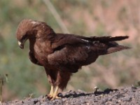 Yellow-billed Kite (Milvus aegyptius)