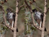 African Hawk-Eagle (Aquila spilogaster)