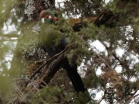 White-cheeked Turaco (Tauraco leucotis donaldsoni)