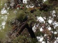 White-cheeked Turaco (Tauraco leucotis donaldsoni)