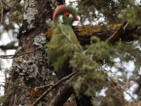 White-cheeked Turaco (Tauraco leucotis donaldsoni)