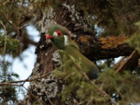 White-cheeked Turaco (Tauraco leucotis donaldsoni)