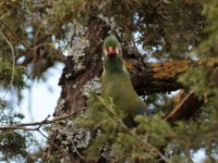 White-cheeked Turaco (Tauraco leucotis donaldsoni)