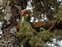 White-cheeked Turaco (Tauraco leucotis donaldsoni)