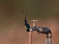 Nile Valley Sunbird (Hedydipna metallica)