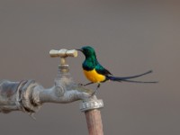 Nile Valley Sunbird (Hedydipna metallica)