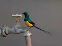 Nile Valley Sunbird (Hedydipna metallica)