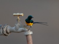 Nile Valley Sunbird (Hedydipna metallica)