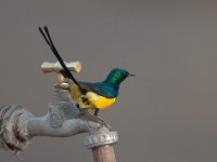 Nile Valley Sunbird (Hedydipna metallica)