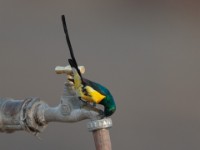 Nile Valley Sunbird (Hedydipna metallica)