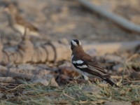 White-browed Sparrow-Weaver (Plocepasser mahali melanorhynchus)