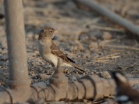 Yellow-spotted Petronia (Gymnoris pyrgita pyrgita)