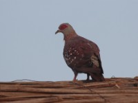 Speckled Pigeon (Columba guinea guinea)